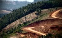 Diduga "sulap" hutan jadi kebun sawit, Wabup Kuansing digugat, Pengacara: ada SKGR kok..